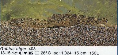 Gobius niger